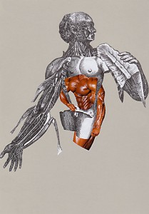 Musculus strongulus  20,9 x 29,6 cm, Collage 2013
